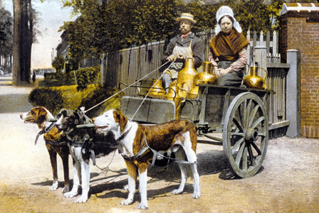 Woman selling milk in a cart pulled by dogs, c. 1900 (photo)