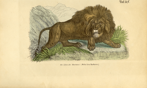 The Barbary Lion, 1850 (lithography)
