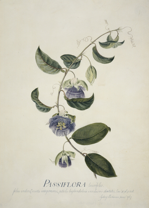 Passiflora laurifolia