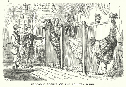 Punch cartoon: Probable Result of the Poultry Mania (engraving)