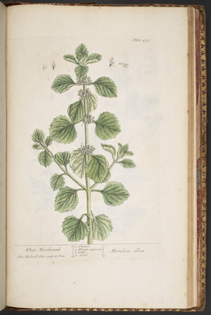 Plate 479, from 'A Curious Herbal', 1737 (coloured engraving)