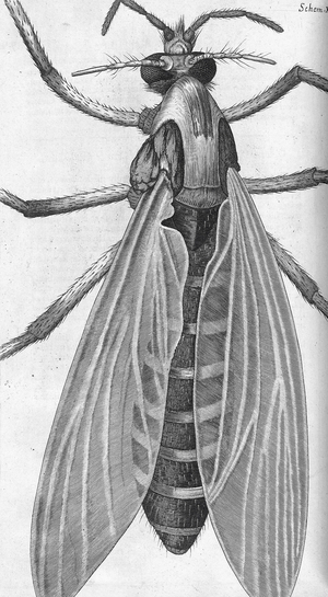 Micrographia