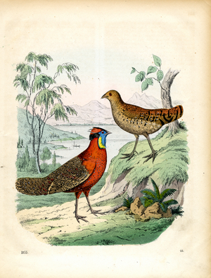 Pheasant-like Birds from Asia (hand-coloured litho)