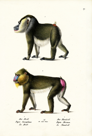 Drill, 1824 (colour litho)