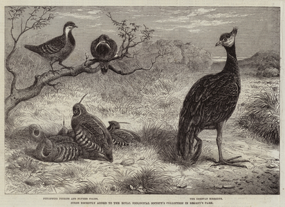Birds recently added to the Royal Zoological Society's Collection in Regent's Park (engraving)