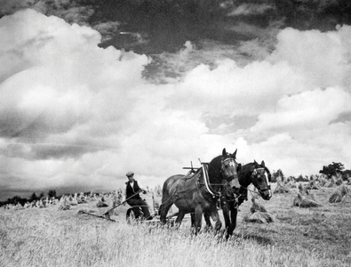Harvesting Irish Rye Grass, 1940 (b/w photo)