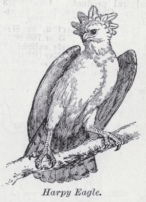 Harpy eagle (litho)