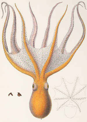 Atlantic fourhorn octopus, 1835–1848 (Plate)