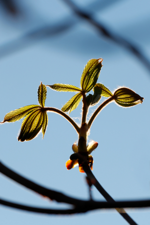 Bud of a chestnut leaf in spring, France, 2020 (photo)