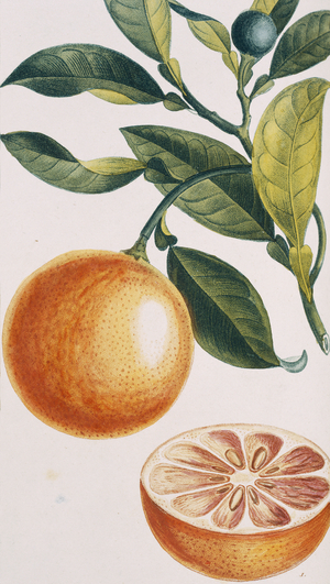 Citrus sinensis
