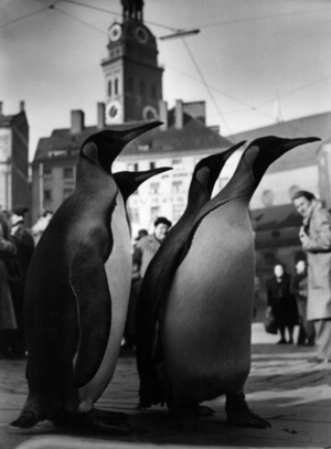 Penguins in Munich (b/w photo)