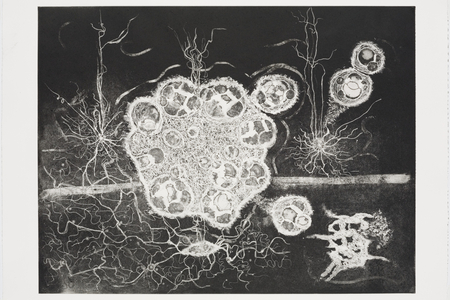 Birth of a Thought 3, 2007 (etching and aquatint)