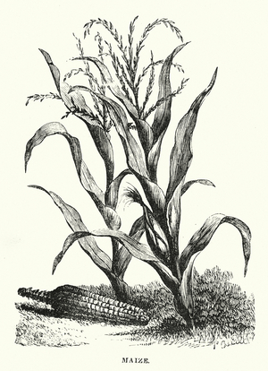 Central America: Maize (engraving)