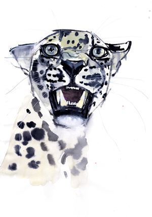 Incisor Snarl (Arabian Leopard), 2008 (watercolour  on paper)