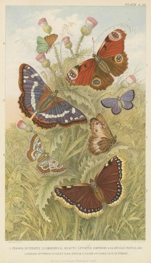 Butterflies (coloured engraving)