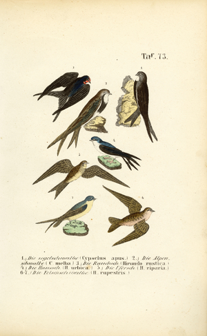 Swallows and Swifts, 1850 (lithography)