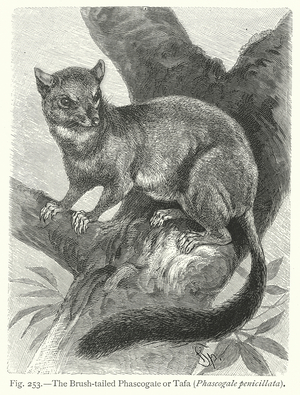 The Brush-Tailed Phascogale or Tafa (Phascogale Penicillata) (engraving)