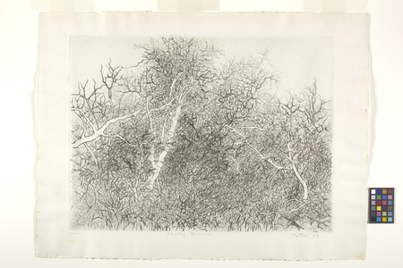 Floating Branches (etching and engraving)