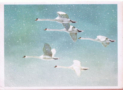 Swans in snowstorm (colour litho)