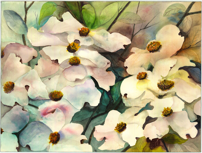 dogwood, 2002 (watercolour on paper)