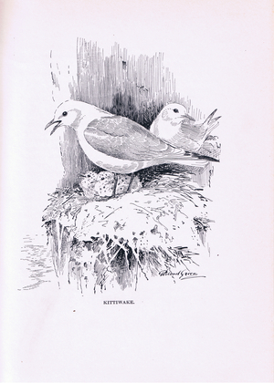 Kittiwake with young (litho)