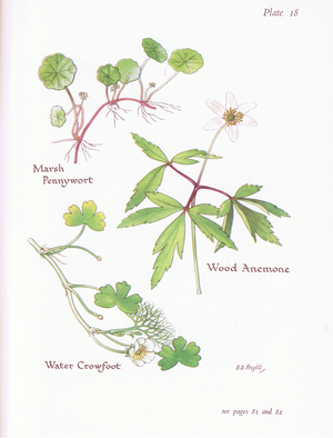 Marsh Pennywort, Wood Anemone, Water Crowfoot, 1951 (colour litho)