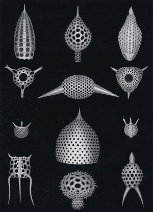 A Polycystin Group (b/w photo)