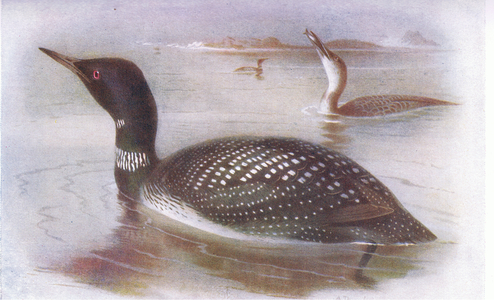 Great Nortrhern Diver (colour litho)