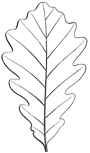 Oak: leaf