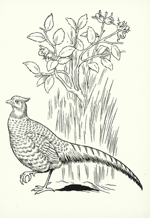 Fresh October brings the pheasant ... (litho)