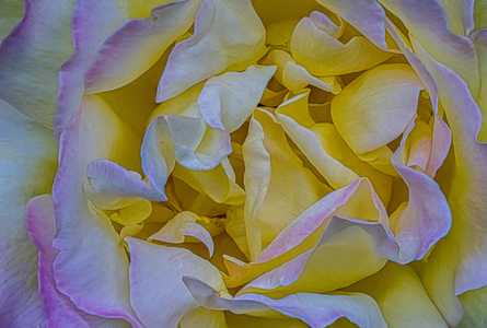 My rose, Dijon, France, May 2020 (photo)