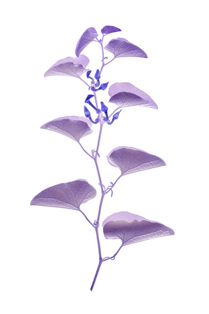 Aristolochia I, 2020 (photo)