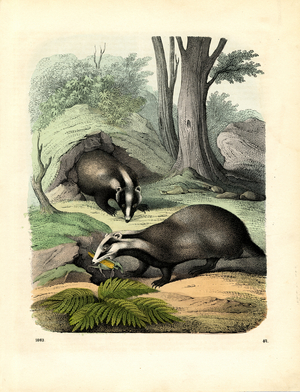 European Badgers in Their Natural Habitat (hand-coloured engraving)
