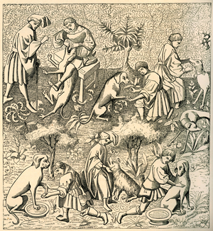 Medieval care of dogs