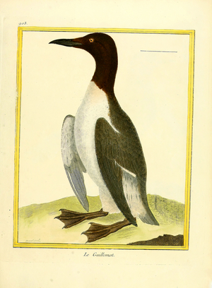 Common Murre (print)