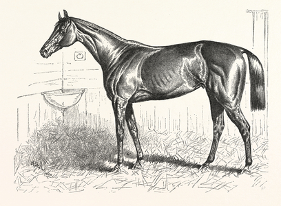 An American Racer in England, Mr. Keene's "Foxhall," Winner of the Bretby Nursery Plate, Drawn H. Stull, US, USA, America, United States, American, Engraving 1880