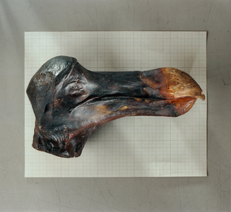 Raphus cucullatus (photo)