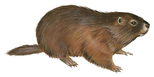 Woodchuck