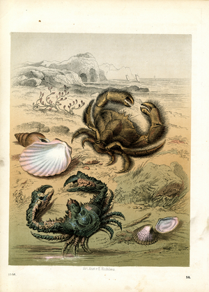 Shore Crab and Hermit Crab with Seashells (hand-coloured litho)