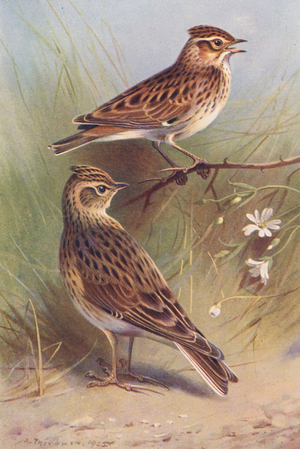 Wood-Lark, Sky-Lark (colour litho)