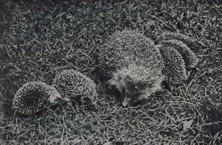 A hedgehog family (b/w photo)