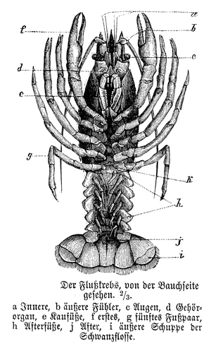 Crayfish