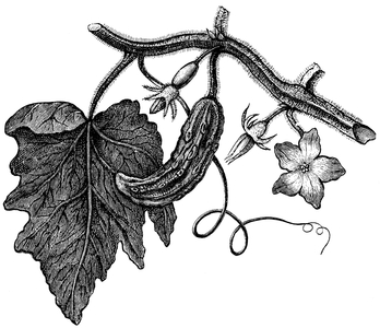 Cucumber