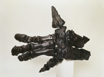 Iguanodon hand