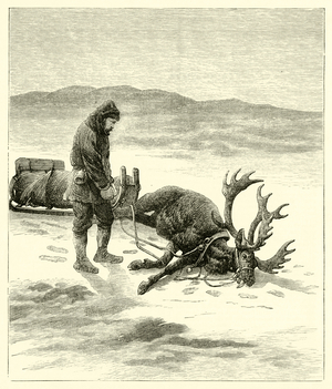 The Dead Reindeer (engraving)