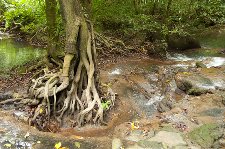 Thailand: One of the park's many emerald pools, Than Bokkharani National Park, Krabi Province