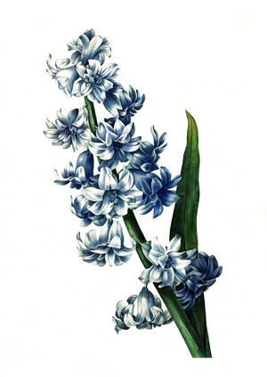 Garden hyacinth (Hyacinthus orientalis), hyacinth