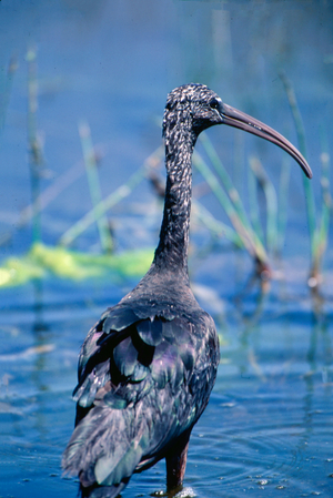 Glossy Ibis in Amboseli National Park (photo)