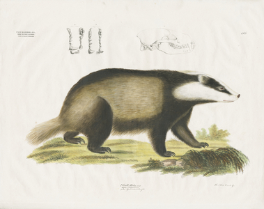 European Badger with skull illustration (hand-coloured litho)
