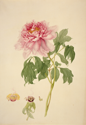 Paeonia suffruticosa